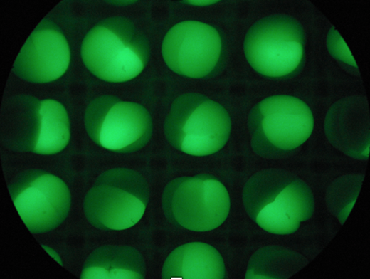 Sea lamprey eggs. Looks like a grid of green lights in a black circle.